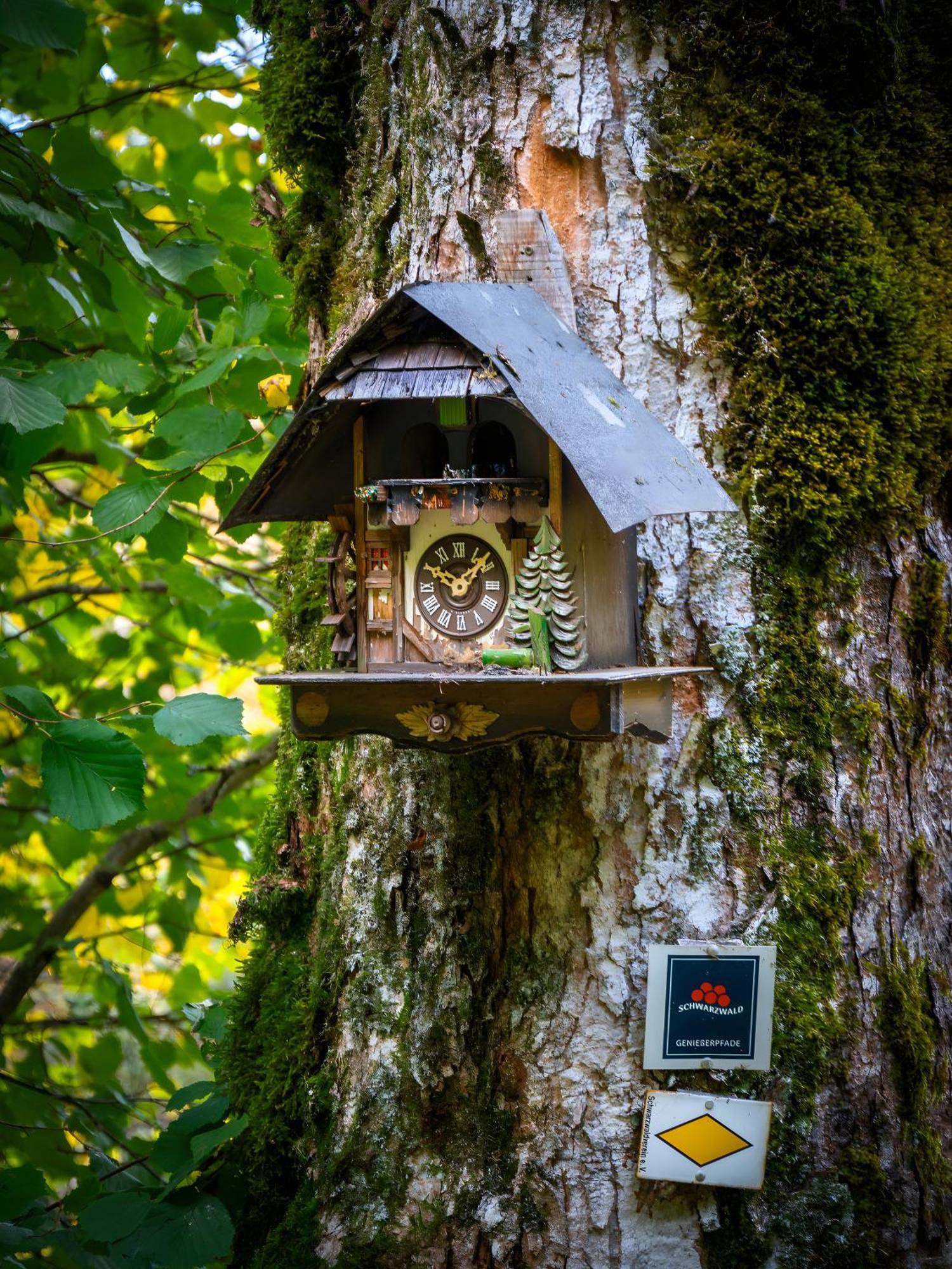 Landhaus Panoramablick Schonach im Schwarzwald Exterior foto